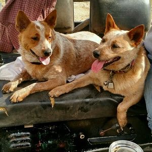 Meet your Posher, Libby